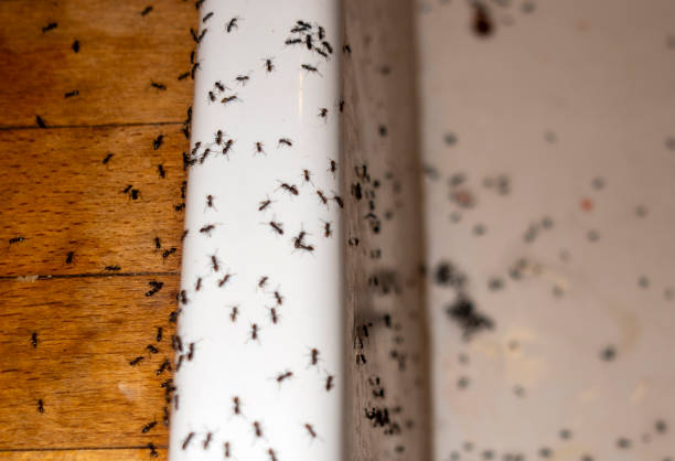 Best Emergency Pest Control  in Danbury, CT