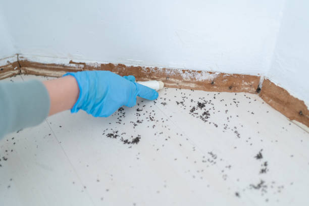 Best Insect Control  in Danbury, CT